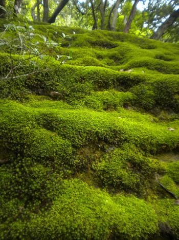 銀閣寺の苔２.JPG
