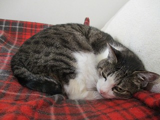 IMG_2549ss.jpg