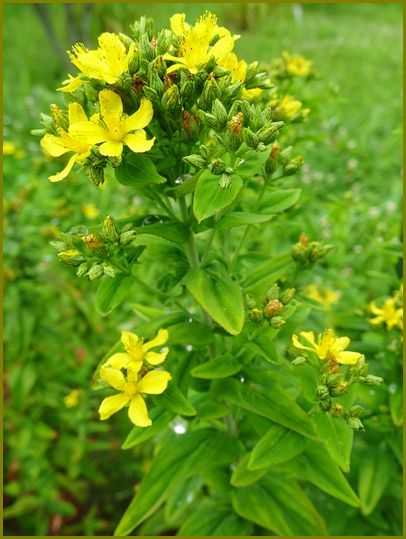 令和３年９月14日 弟切草まさかこの花薬剤師 花の歳時記 天南星の魅力 山野草 楽天ブログ