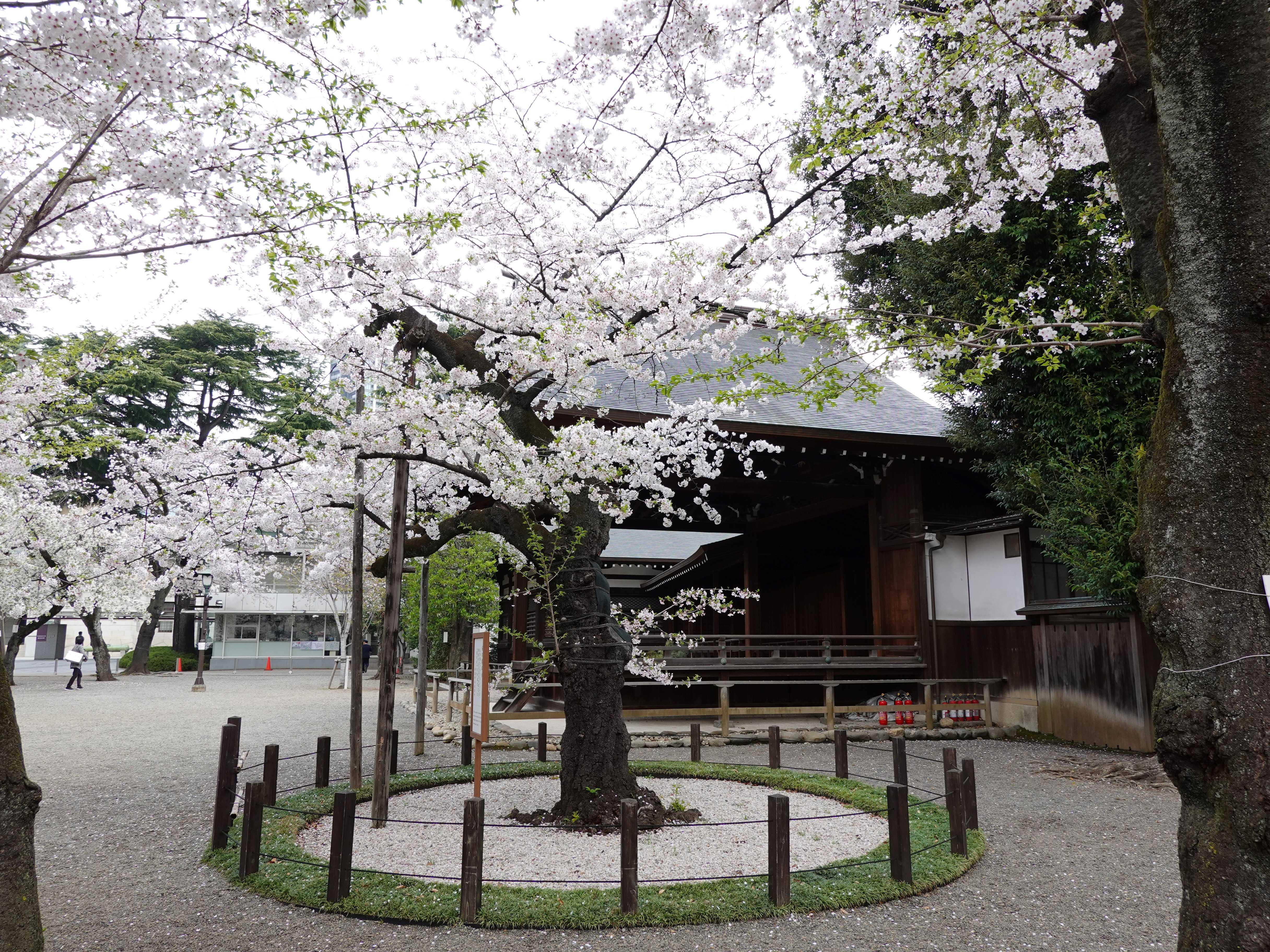 菊に桜 朱塗三ツ盃 靖国神社