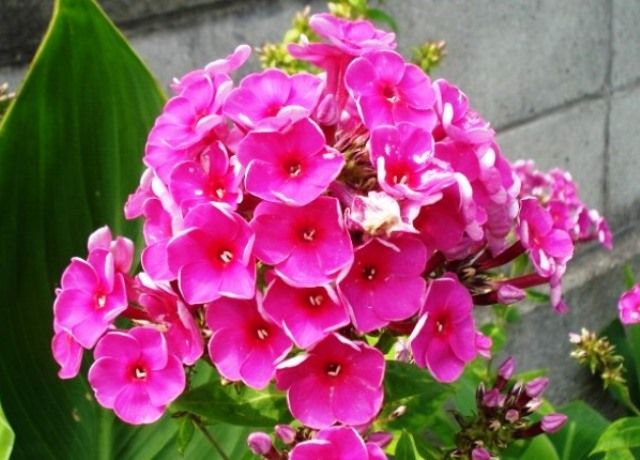花魁草の花 花と蕎麦とリハビリと 楽天ブログ 花魁草の花 花と蕎麦とリハビリと 楽天ブログ