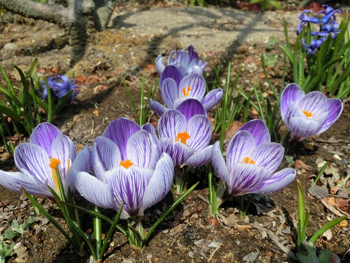 紫クロッカス