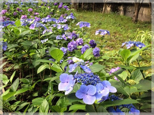 久良岐公園の紫陽花