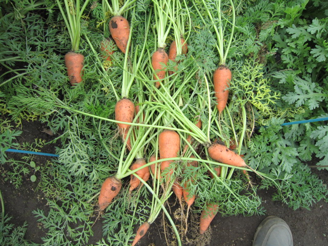 20121027ニンジン.jpg