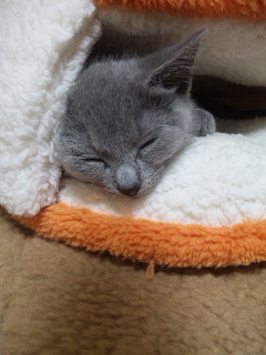 眠い