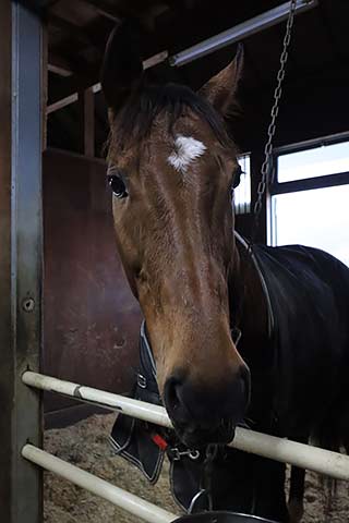 トレッドミル導入 盛岡 飯田弘道厩舎レポートです 地方競馬の楽天競馬 日替わりライターブログ 楽天ブログ