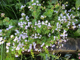 IMG_0814ss.jpg