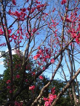 IMG_3234a.JPG