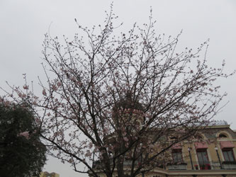Sakura26