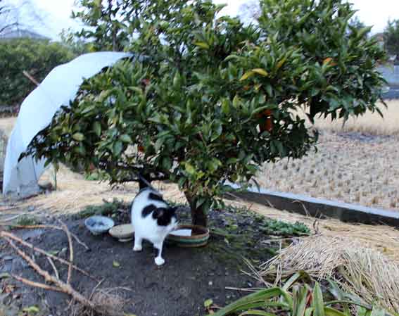 我が家のニャンコ♪2013/12/29-1