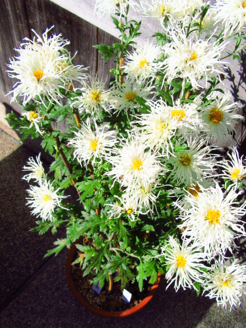 IMG_8391.JPG