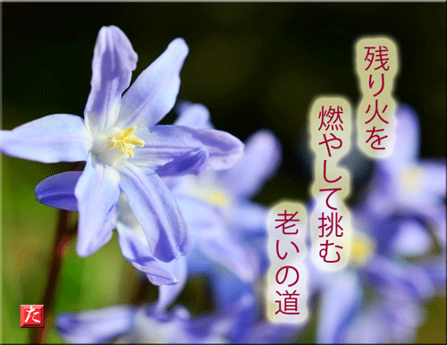 漢字と花と川柳 の記事一覧 毎日を有意義に過ごそう２ 楽天ブログ