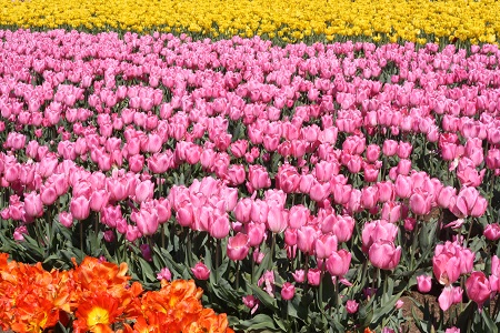 Wooden Shoe Tulip Farm