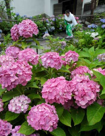20160626-093014ajisai.jpg
