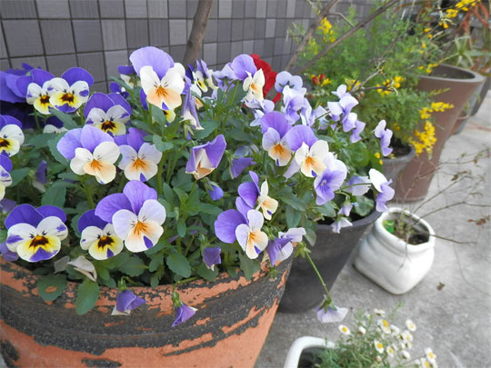 flower2014041801.jpg