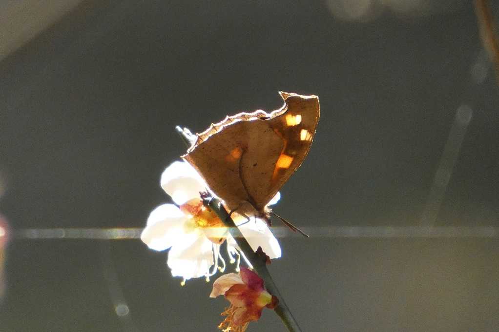 515