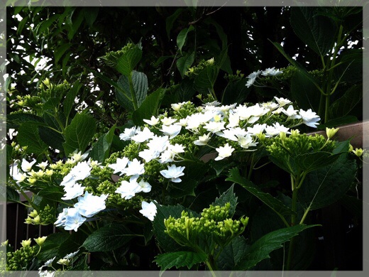 墨田の花火