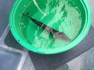 160709チビサバ