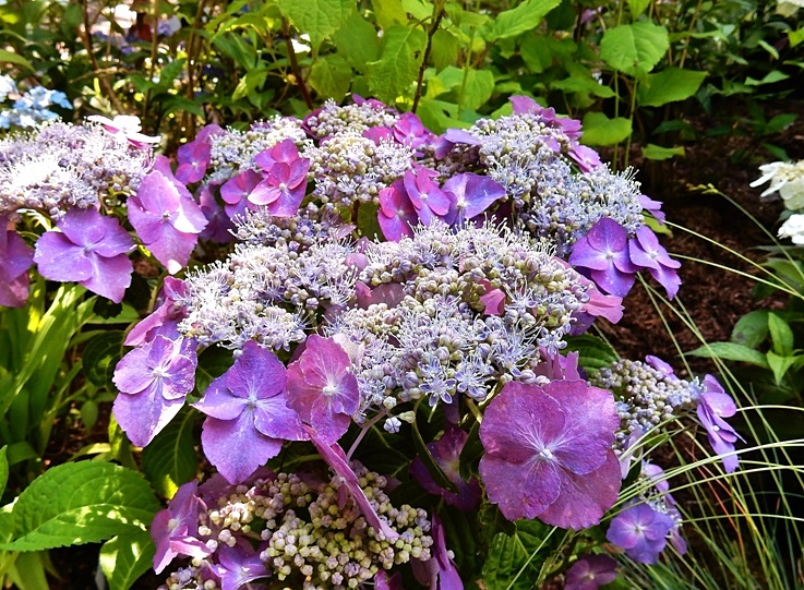 森林植物園訪問 九十回目 その9 あじさい坂と鉢物展 | ジュラのお散歩花日記 - 楽天ブログ