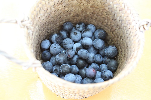 ブルーベリー.JPG