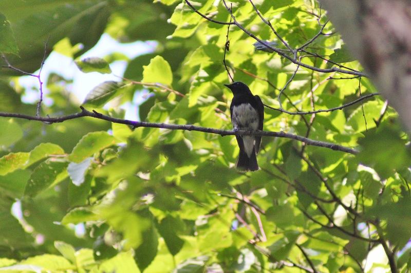 IMG_3133 (800x533).jpg