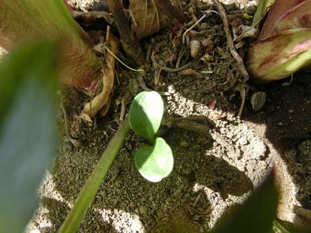 クリスマスローズ