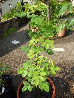 P1060496ss.jpg