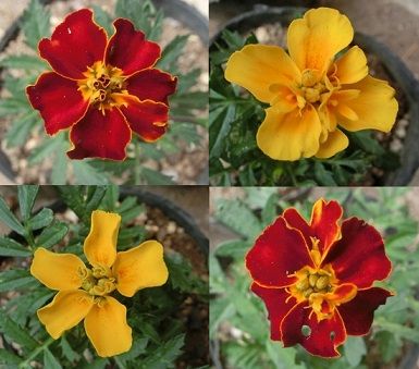 黄花カタクリの球根の掘り上げ のんびりガーデニング 楽天ブログ