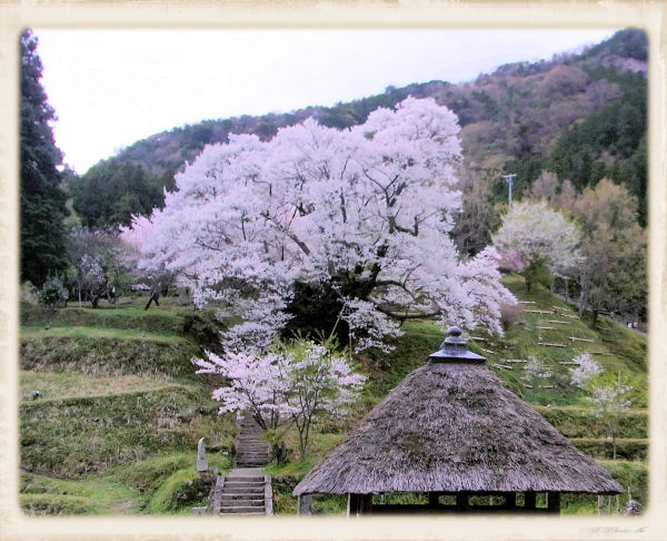 千年桜正面