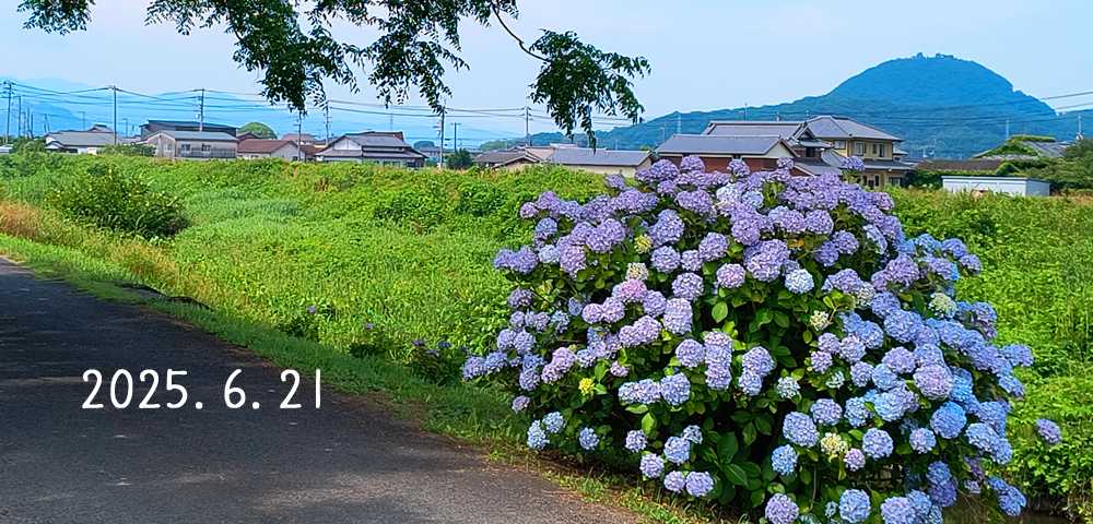 きんちゃん７２７日記