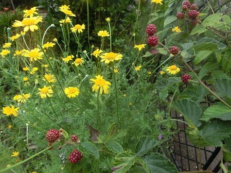 ブラックベリーとダイヤーズカモミール