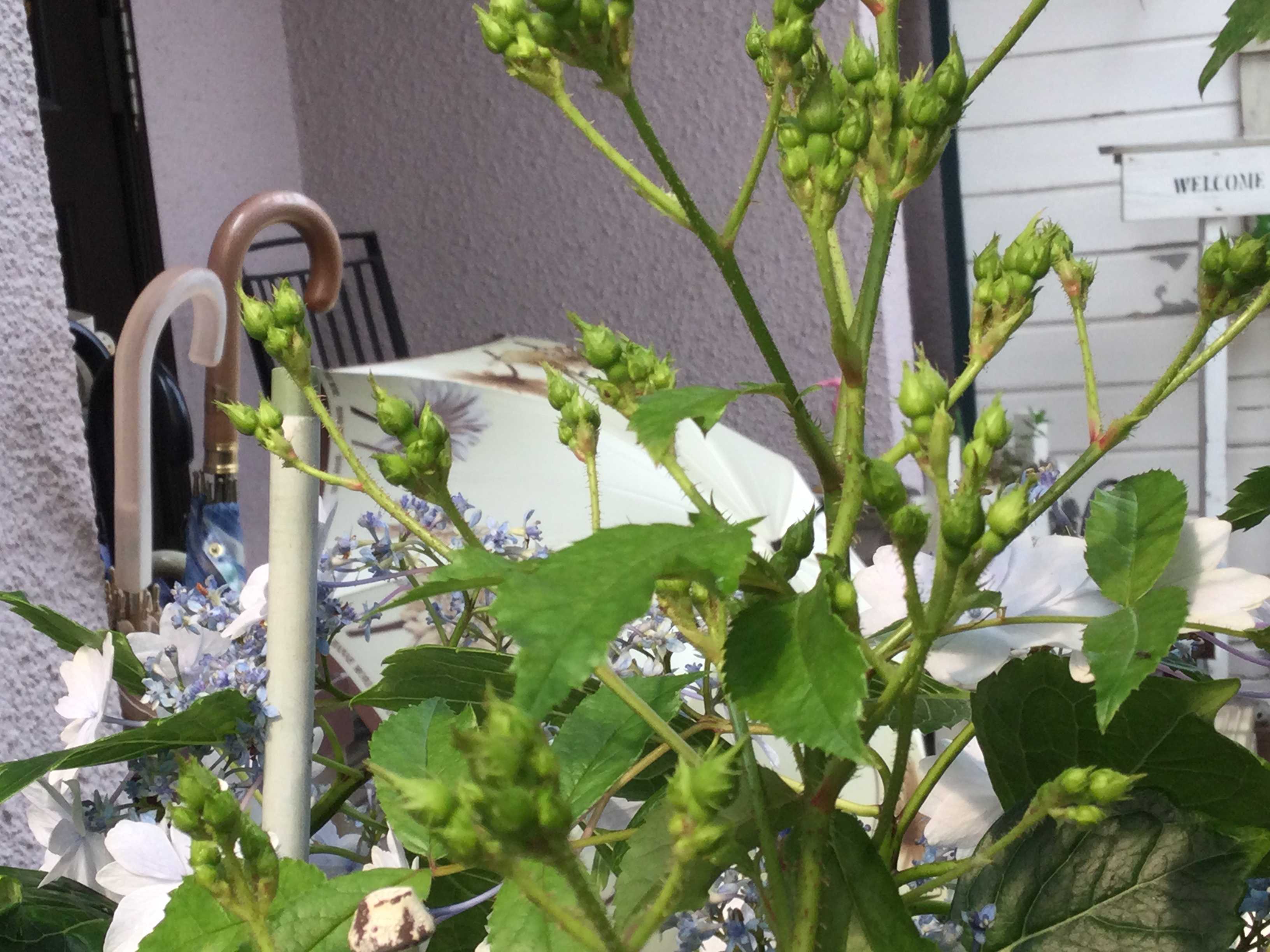 薔薇の2番花と満開の紫陽花  wagamamashopと私 - 楽天ブログ