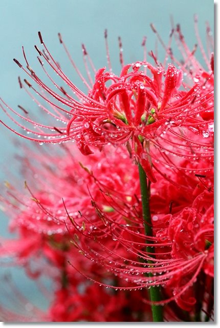 彼岸花と水滴-12 15.9.25