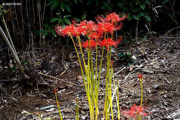 ヒガンバナ（彼岸花、ヒガンバナ科）