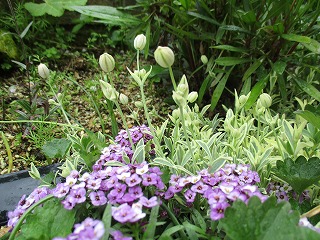 IMG_9641ss.jpg