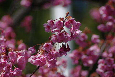 荏原神社の寒緋桜