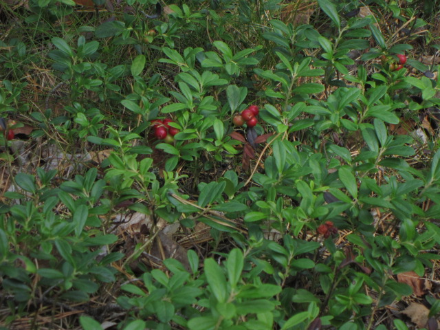 svinderviken0809 043.JPG