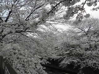 恩田川の桜2