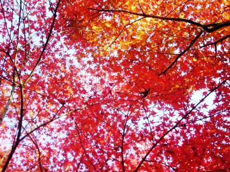 P1150727（紅葉）.jpg