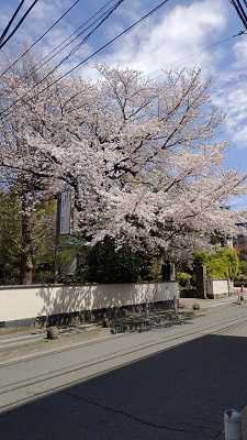 二子玉川「テクテク日記」 86 時の移ろい＝減少する緑環境 | ¡HO・LA！ 「二子玉川」地区 - 楽天ブログ