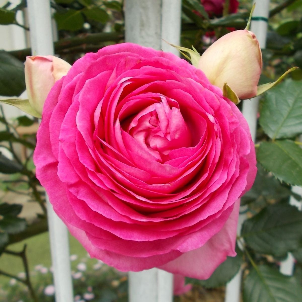 ピエール ドゥ ロンサールの枝変わりのル ポール ロマンティーク バラを咲かせることが好き 楽天ブログ
