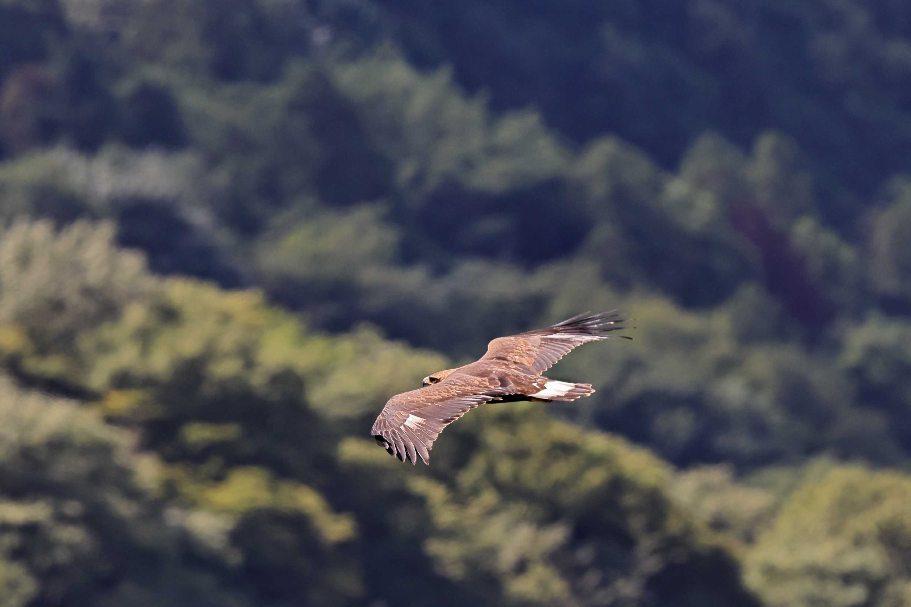 イヌワシ ＜地獄＞ | 野鳥ブログ イノセントBIRDER - 楽天ブログ