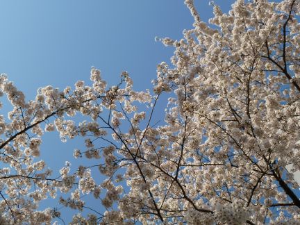 桜