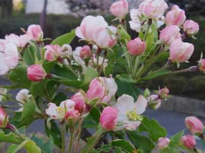 郁子の花 四 季 折 々 俳 句 楽天ブログ