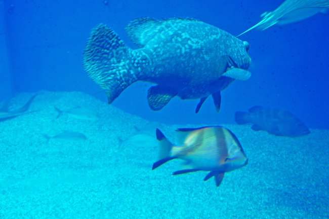 魚２