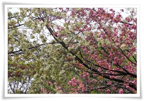 パーク獅子吼-6 15.4.22