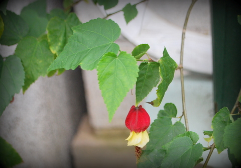 DSC_0035.JPG