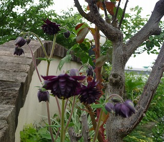 P1030006-ass.jpg