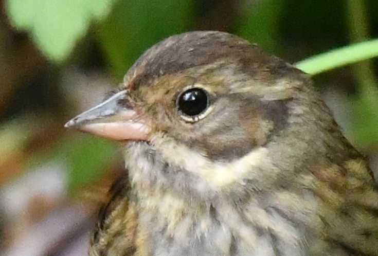 クロジの顔 メス まみきびのブログ 楽天ブログ