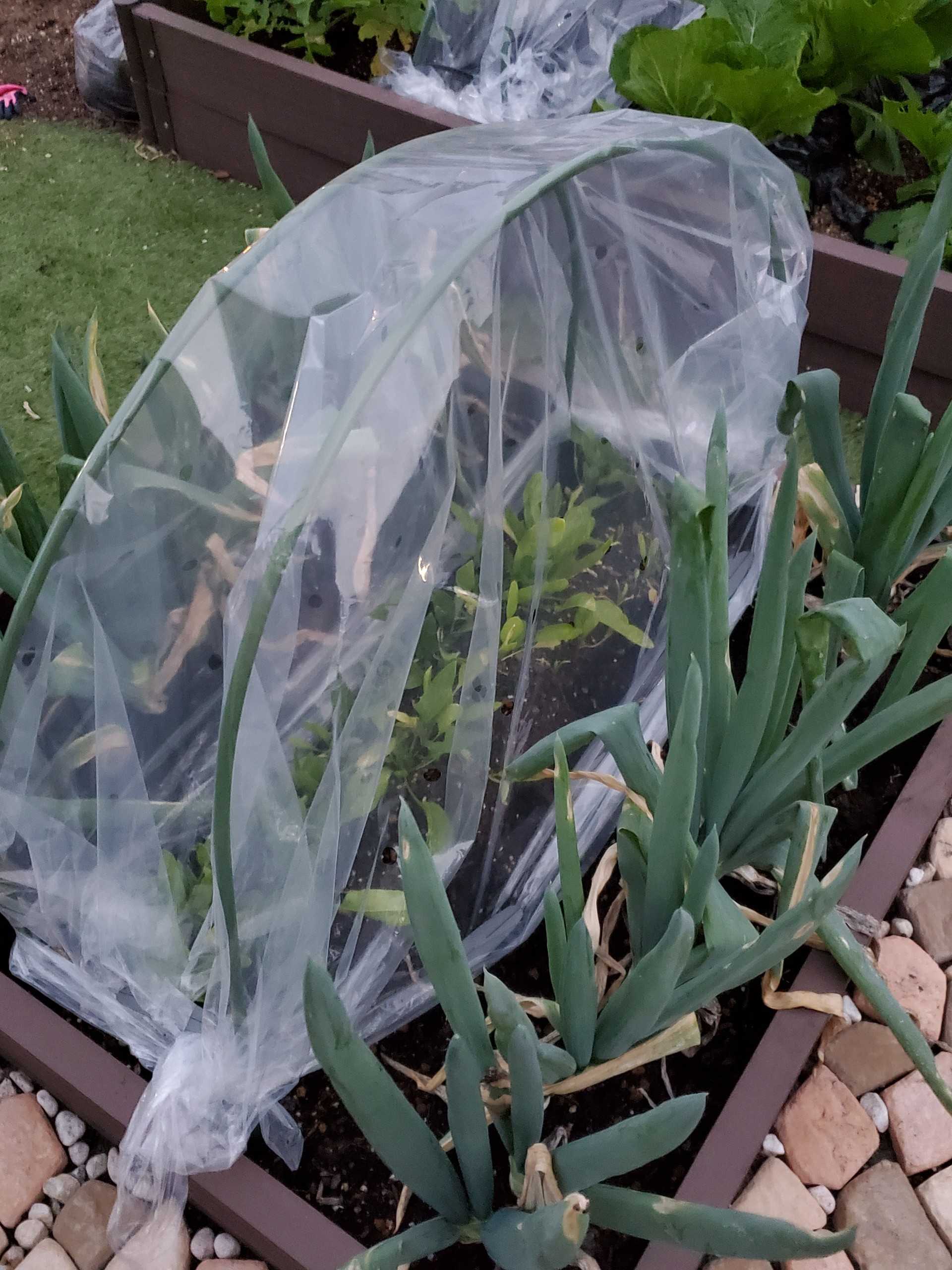 今年は冬にトンネル栽培 に チャレンジします ゆるふわgarden お野菜とお花たちと日々の出来事 楽天ブログ